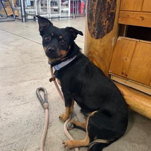Nova, Chihuahua, adult, available for adoption