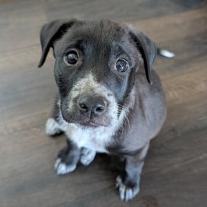 July, Mixed Breed (Medium), young, available for adoption