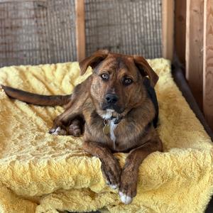 Claus, Mixed Breed (Large), young, available for adoption