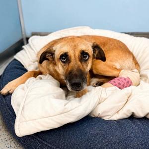 Sunny (Sunflower), Shepherd, German, adult, available for adoption