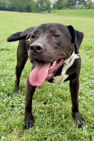 Jughead, Pit Bull Terrier / Labrador Retriever, young, available for adoption