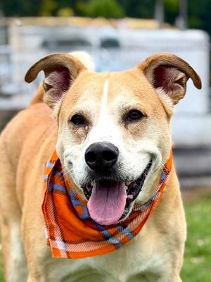 Lick Jagger, Shiba Inu / Shepherd, adult, available for adoption