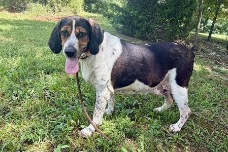 Lady, Treeing Walker Coonhound, senior, available for adoption