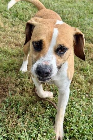 Huckleberry Pie, Mixed Breed, adult, available for adoption