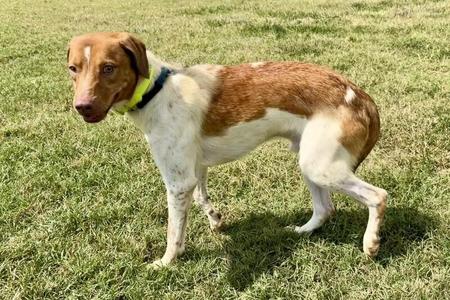 Leroy, Mixed Breed, puppy, available for adoption
