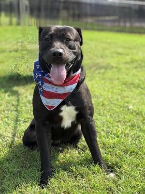 Louie, Black Labrador Retriever / Pit Bull Terrier, adult, available for adoption