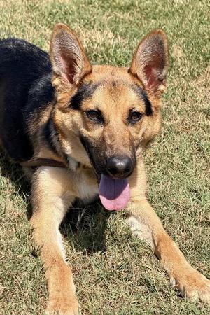 Alex, German Shepherd Dog, puppy, available for adoption