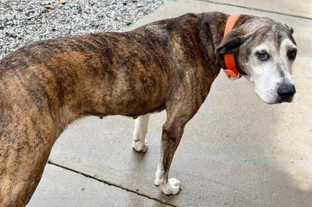 Darcey, Mixed Breed, senior, available for adoption