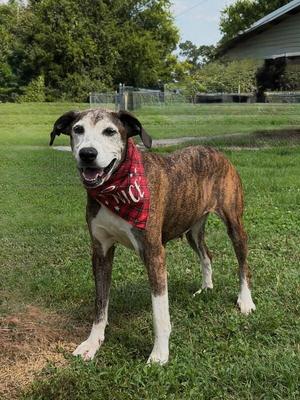 A brindle dog with white markings on its face, chest, and paws, wearing a red bandana with white text, standing on grass in a yard.