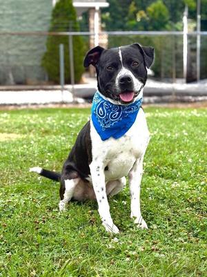 Buddy2, Pit Bull Terrier, adult, available for adoption