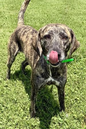 Clover, Plott Hound, young, available for adoption