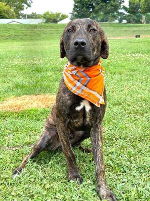 Alvin, Hound, young, available for adoption