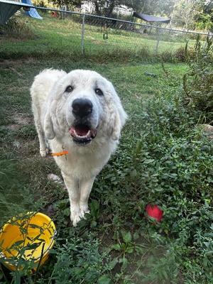Gander, Great Pyrenees, adult, available for adoption