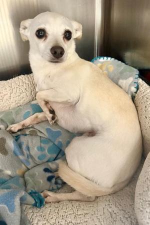 Freya, Chihuahua, adult, available for adoption
