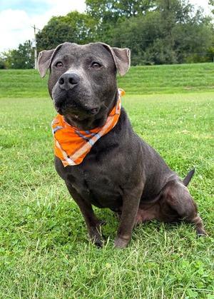 Locust, Pit Bull Terrier / Mixed Breed, adult, available for adoption