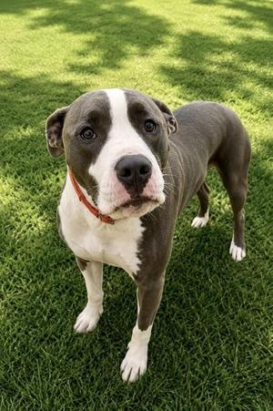 Ed, Pit Bull Terrier, adult, available for adoption