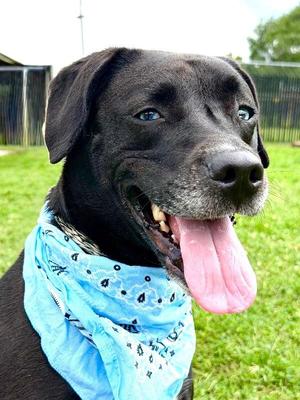 Amethyst, Black Labrador Retriever / Mixed Breed, adult, available for adoption