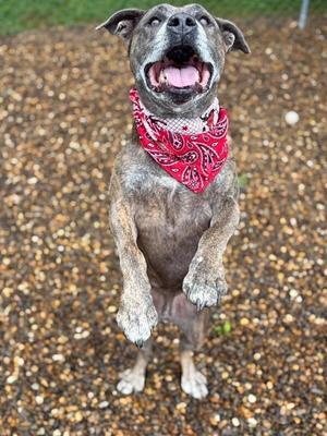 Dooley Mouse, Pit Bull Terrier, adult, available for adoption
