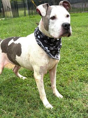 Kane, Pit Bull Terrier, senior, available for adoption