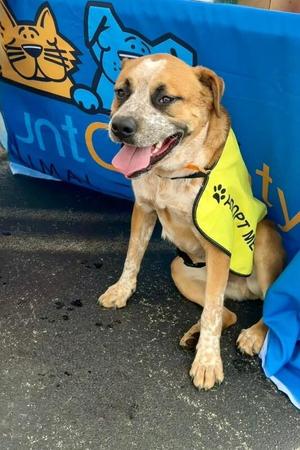 Joey, Australian Cattle Dog / Blue Heeler / Mixed Breed, adult, available for adoption