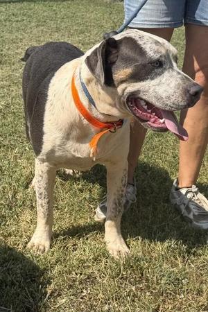 Jane, Pit Bull Terrier, adult, available for adoption