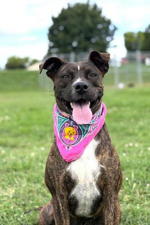Charlotte, Plott Hound / Mountain Cur, young, available for adoption