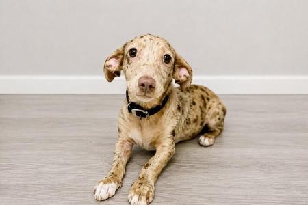 Limo, Dachshund, puppy, available for adoption