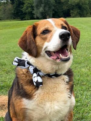 Carmen, Mixed Breed, adult, available for adoption