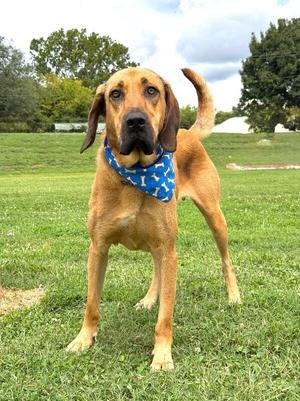 Fluffy, Bloodhound / Mixed Breed, adult, available for adoption