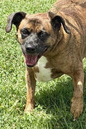 Hope Rose, Mixed Breed, adult, available for adoption