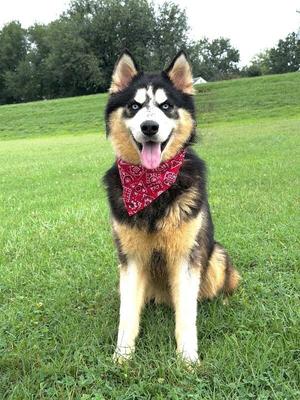 AJ, Siberian Husky, young, available for adoption