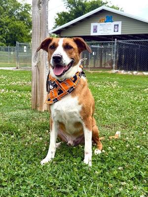 Beowoof, Coonhound / Mixed Breed, adult, available for adoption
