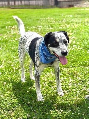 Dom, Bluetick Coonhound / Mixed Breed, senior, available for adoption