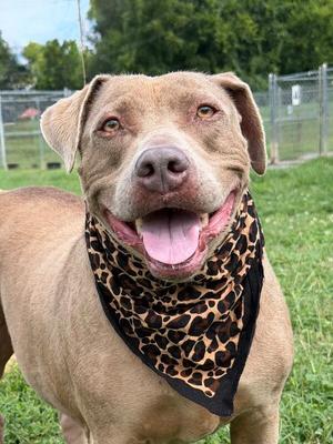Honey, Weimaraner / Pit Bull Terrier, senior, available for adoption