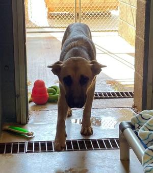 Bell, German Shepherd Dog, adult, available for adoption