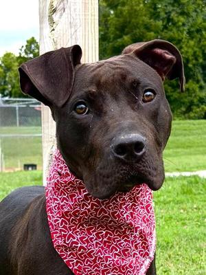 Choppo, Pit Bull Terrier, puppy, available for adoption