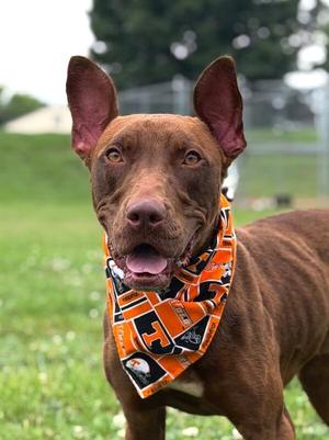 Ares, Doberman Pinscher / Mixed Breed, young, available for adoption