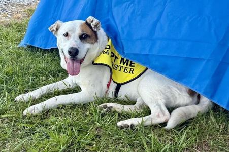 Linda/Guardian, American Bulldog / Mixed Breed, adult, available for adoption