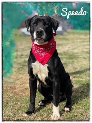 Hank aka Speedo, Black Labrador Retriever / Mixed Breed, adult, available for adoption