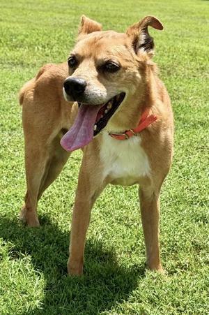 Gambit, Mixed Breed, adult, available for adoption