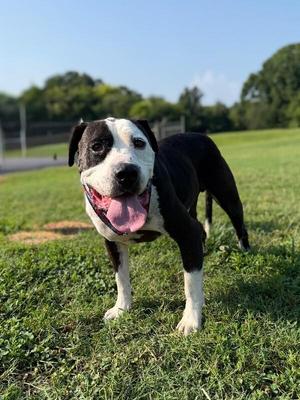 Billy Bob, American Staffordshire Terrier, adult, available for adoption