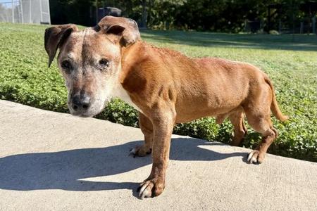 Louie 2, Dachshund / Mixed Breed, senior, available for adoption