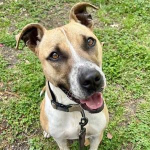 Aiden, American Staffordshire Terrier / Mixed Breed, adult, available for adoption