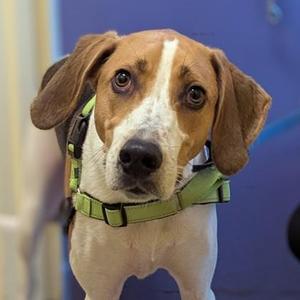 Alabama, Hound / Mixed Breed, adult, available for adoption