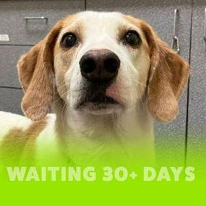 Bandana, Hound / Mixed Breed, adult, available for adoption