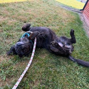 Duntada, Terrier / Mixed Breed, adult, available for adoption