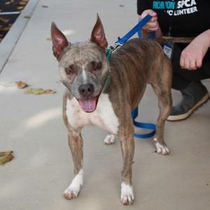 Bonnie, Pit Bull Terrier / Mixed Breed, adult, available for adoption