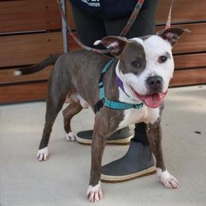 Affogato, Pit Bull Terrier / Mixed Breed, adult, available for adoption