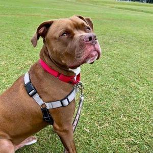 A brown dog wearing a red collar and a gray harness, sitting on a grassy field.