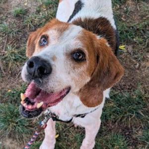 Jonah, Mixed Breed, adult, available for adoption